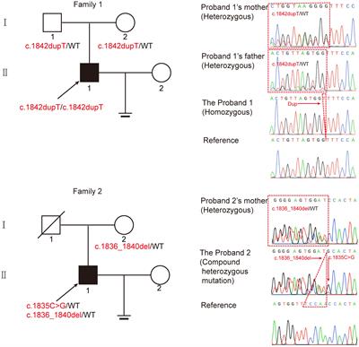 Identification of biallelic variations of CEP70 in patients with male infertility